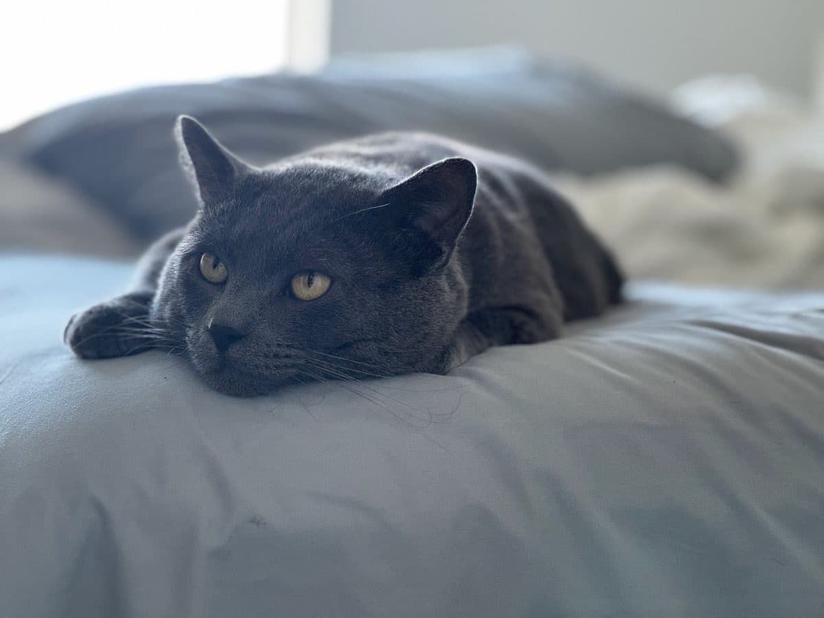 Carbon resting on the bed