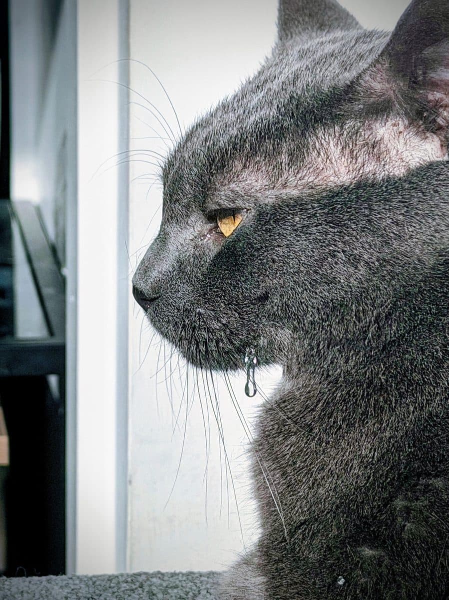 Carbon's side profile