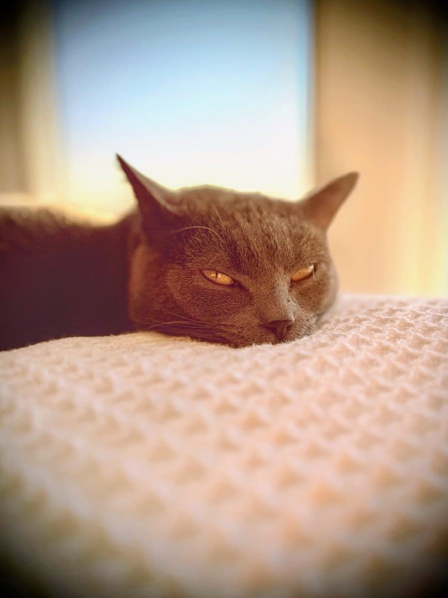 Carbon half-asleep on a blanket