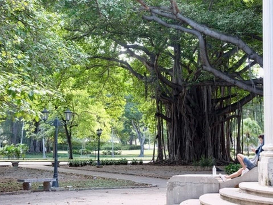 Banyan trees in a Havana park