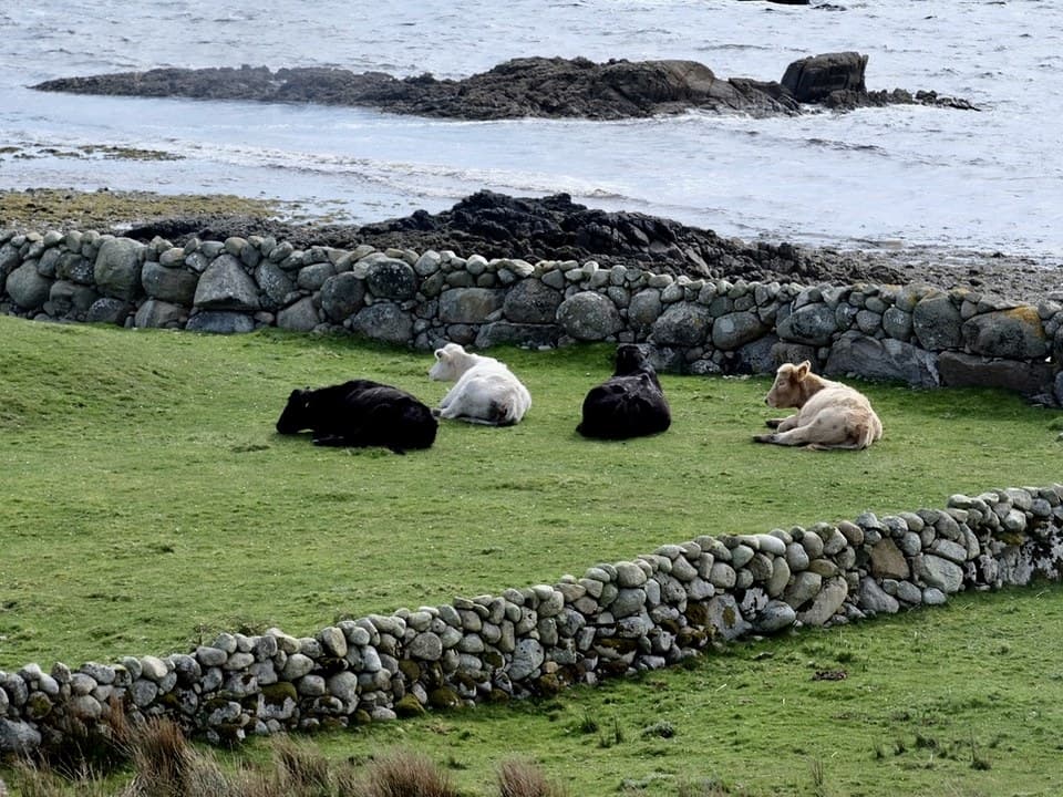 Cows by the Burren coast