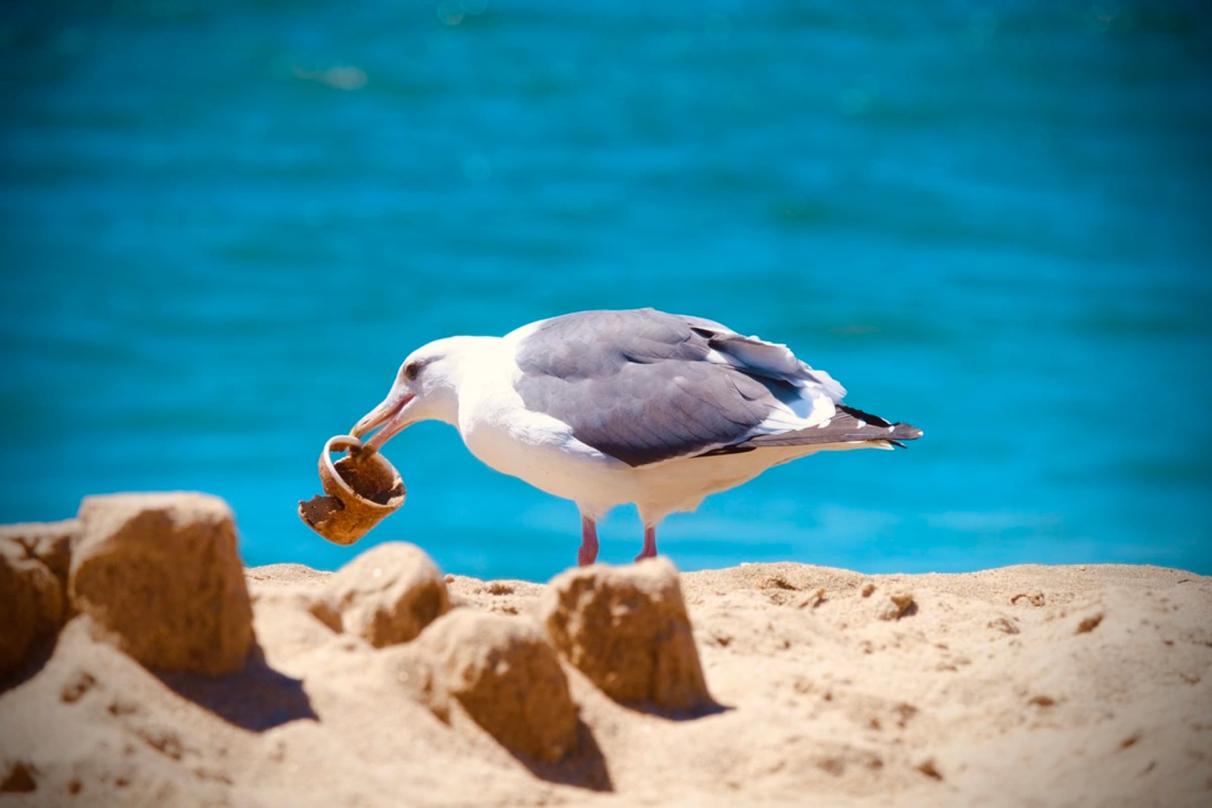 LA + Long Beach Helicopter Tour