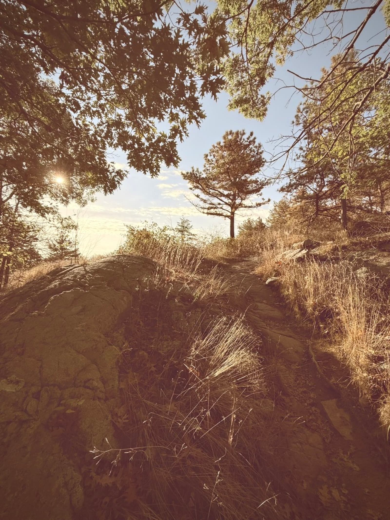 Sun through the pines on the trail