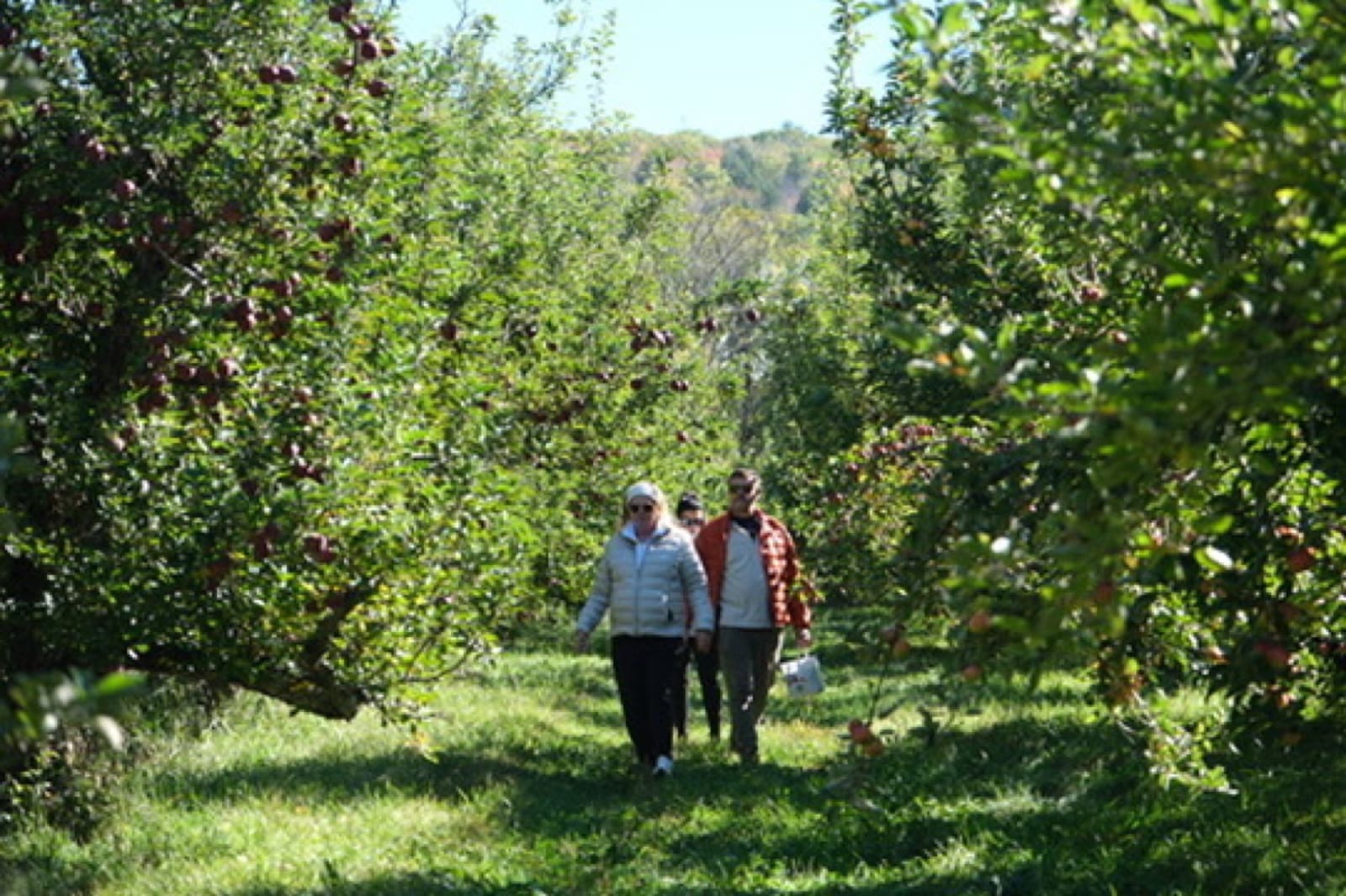 Walking through the apple orchard