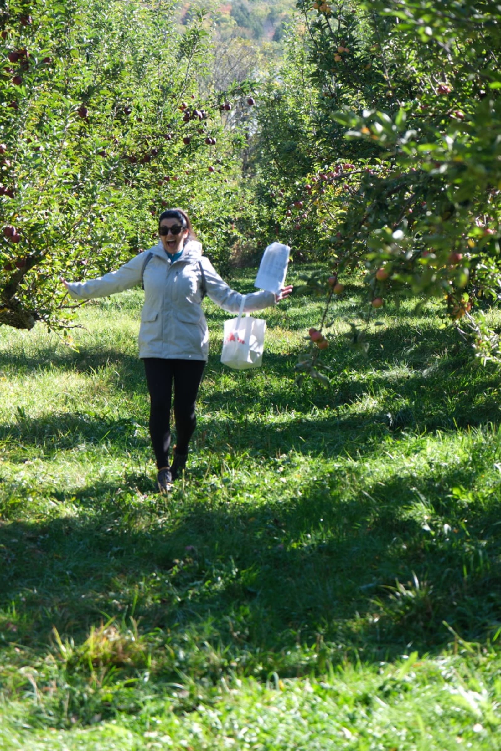 Apple picking in the orchard